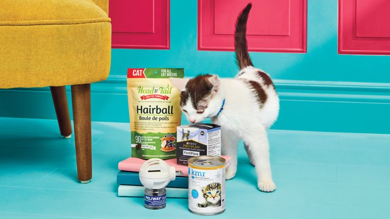 Your Expert Guide To A Healthier Happier Cat Chatelaine
